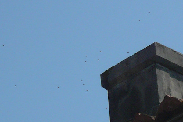 Bees at home in our chimney (blocked off)